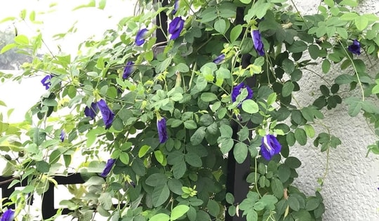 Cách đơn giản trồng hoa đậu biếc ngoài ban công để vừa làm đẹp vừa làm đồ ăn