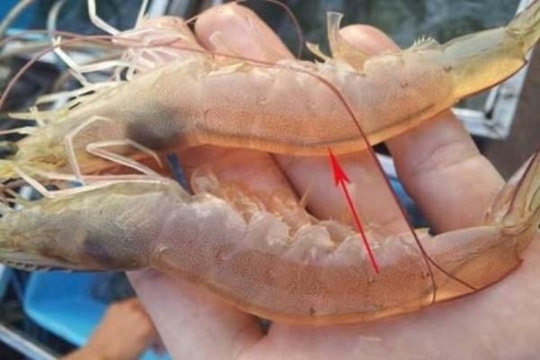 Ăn đường chỉ đen trên lưng con tôm: Nên hay không nên?