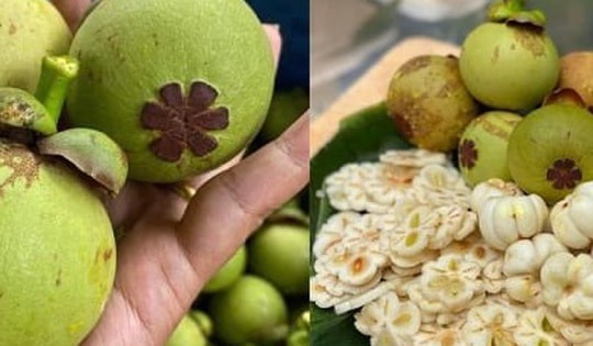 Măng cụt xanh lại sốt xình xịch, giá nửa triệu đồng/kg