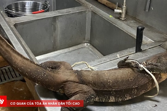 Phá đường dây vận chuyển, buôn bán trái phép động vật hoang dã