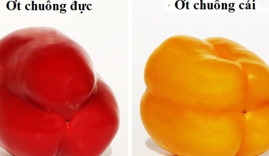 Chọn ớt chuông có đáy 3 rãnh hay 4 rãnh thì ngon và món ngon bất ngờ từ ớt chuông