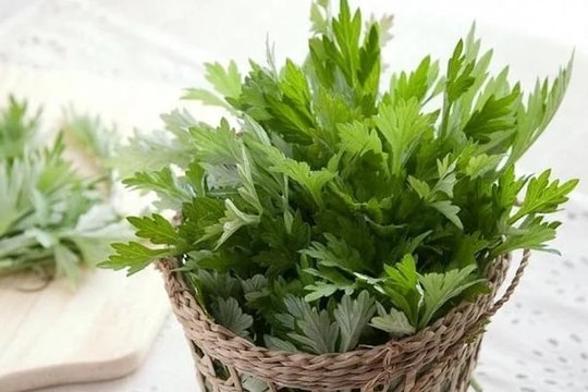Ai không nên ăn ngải cứu?