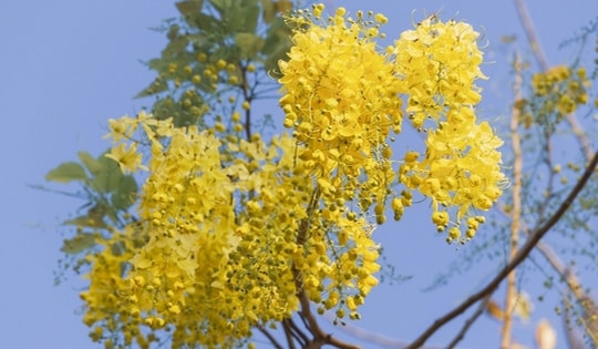 Loài hoa vàng rực nở rộ trên phố vào mùa hè, có cái tên nghe đáng sợ nhưng đẹp rực rỡ và tốt cho phong thủy