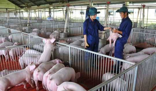 Giá thịt lợn lập đỉnh, ‘đại gia’ chăn nuôi lãi khủng