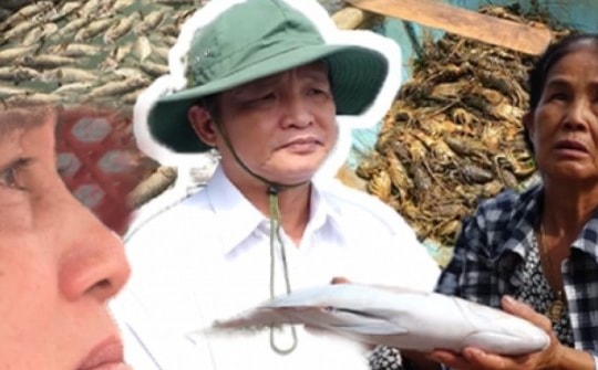 Xót xa hình ảnh tôm hùm, cá chết nổi trắng ở "Thủ phủ tôm hùm Phú Yên"