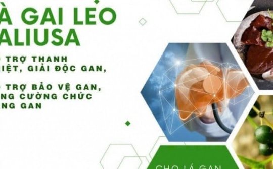 TPBVSK Cà Gai Leo CALI USA - Sản phẩm hỗ trợ giải độc gan và bảo vệ gan cho người uống nhiều rượu bia