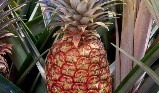 Quả dứa xa xỉ giá 10 triệu đồng có gì khác biệt?