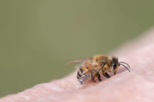 Hai mẹ con đang đi đường bị ong đốt gần 100 nốt