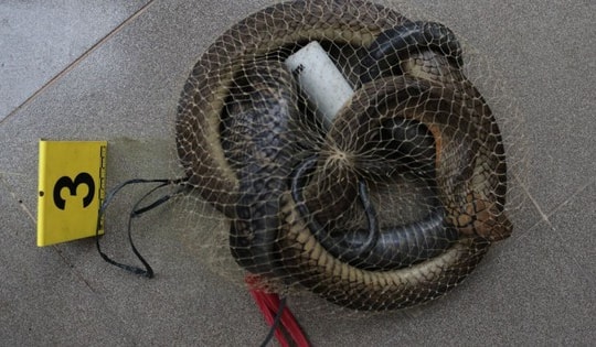 Tạm giữ hình sự đối tượng mua bán rắn hổ chúa