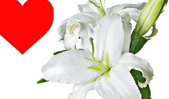 Tháng 4, tháng 5 hoa loa kèn nở rộ và bất ngờ ý nghĩa phong thủy của hoa loa kèn