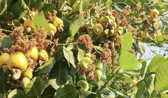 Khách Mỹ ưa chuộng, Trung Quốc khen ngon: Một loại hạt Việt thu 3,64 tỷ USD