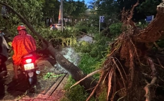 Cây đổ, đường ngập sau mưa giông lớn ở TP HCM