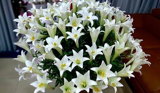 Hoa loa kèn muốn đẹp và tươi lâu cần dùng một trong 3 thứ thuốc này