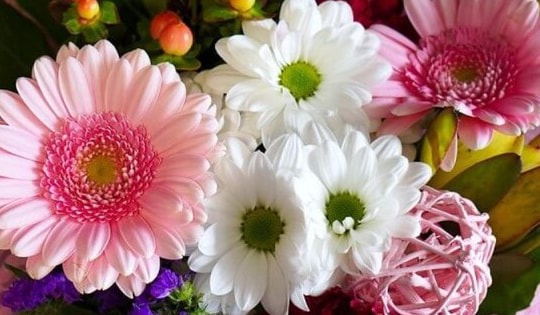 Cách dùng hoa đồng tiền chữa ho