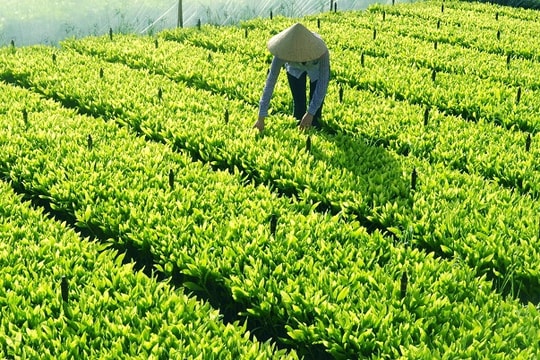 Hỗ trợ đầu tư cơ sở sản xuất giống cây trồng lâm nghiệp