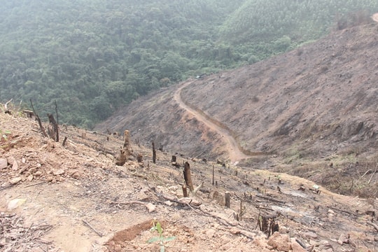 Kỷ luật Trạm trưởng Trạm Kiểm lâm, Tổ trưởng Tổ bảo vệ, 3 Trưởng thôn