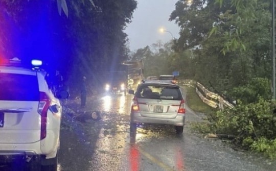 Cây rừng ngã đổ chắn ngang đèo Bảo Lộc