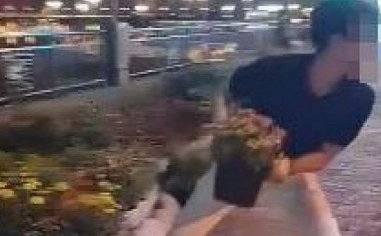 Chuyện có thật ở Đà Nẵng, trộm cây rồi đăng clip lên TikTok câu view