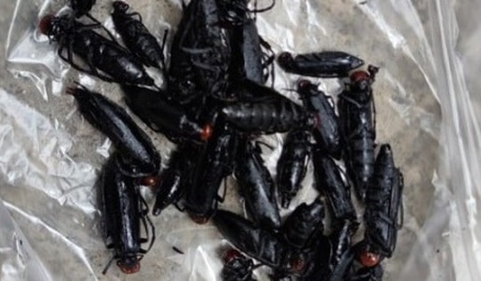 Thêm một vụ ngộ độc do ăn sâu ban miêu