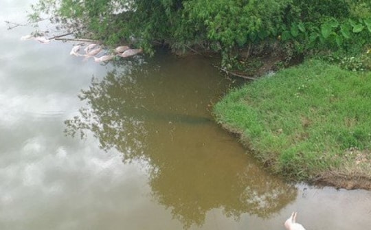 Hàng chục xác lợn chết trôi nổi dưới chân cầu, gần nhà máy nước sạch