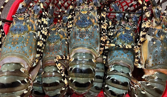 Tôm hùm bông cho nhà giàu đổ bộ chợ Hà Nội, giá siêu rẻ