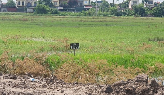 Dự án CCN Yên Bằng - Nam Định sau 3 năm thi công vẫn là đầm lầy, trở thành nơi thả cá