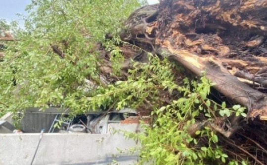 Mưa giông ở An Giang: Hàng loạt cây xanh đổ ngã, hàng chục ngôi nhà tốc mái