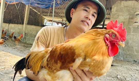 Được bố vợ mời ăn miếng thịt gà, chàng rể Quảng Trị dựng cơ ngơi tiền tỷ