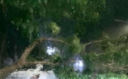 Đồng Nai: Mưa giông khiến cây lớn đổ đè ô tô trên đường