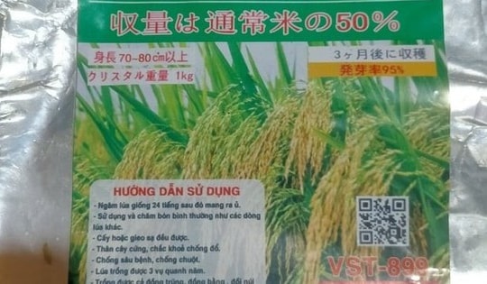 'Khóc ngất' vì hiều hộ dân ở Bắc Kạn mua giống lúa trên mạng xã hội về trồng không trổ bông