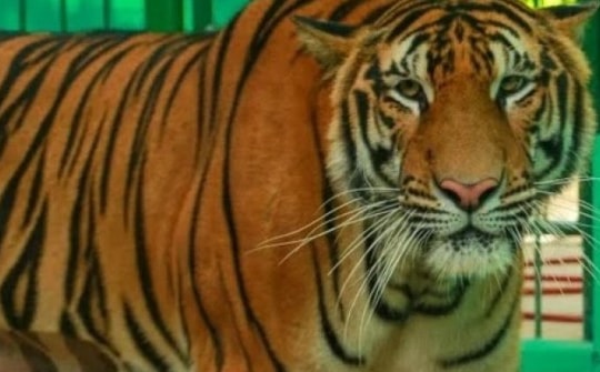 Kiểm lâm chưa phát hiện dấu vết hổ trong rừng Quảng Bình