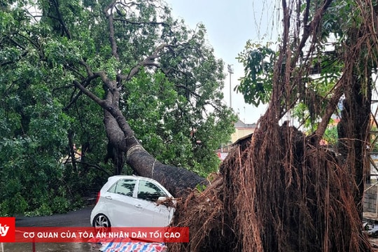 Có được đền bù bảo hiểm khi cây bật gốc đè bẹp ô tô?