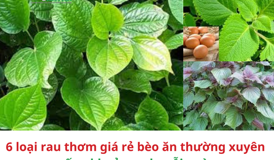 6 loại rau thơm giá rẻ bèo ăn thường xuyên sống khoẻ mạnh mỗi ngày