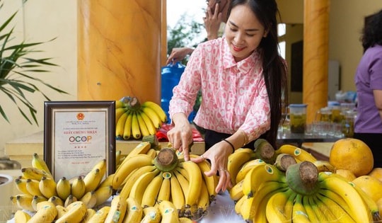 Sản phẩm chuối Vân Nam cho thu tiền tỷ mỗi năm