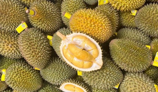 Sự thực về sầu Thái tí hon gây 'sốt' trên chợ mạng, tôm hùm bông giá siêu rẻ