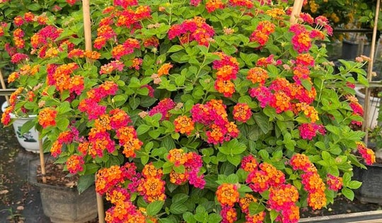 Cây cảnh hoa nở quanh năm đẹp rực rỡ, cắm vào đất cũng lên nhanh, giúp trị ho, còn mang lại vượng khí khi trồng