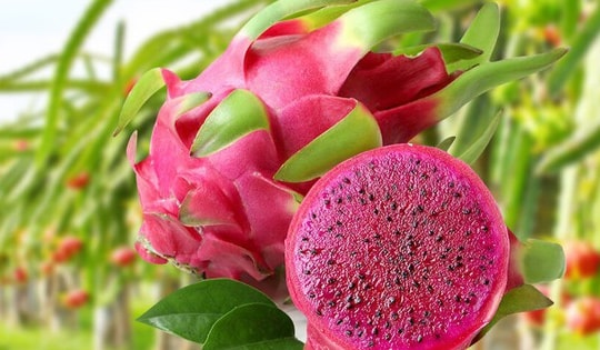 EU chính thức gỡ bỏ kiểm soát ATTP mỳ ăn liền Việt Nam, tăng kiểm soát mặt hàng thanh long, ớt, đậu bắp