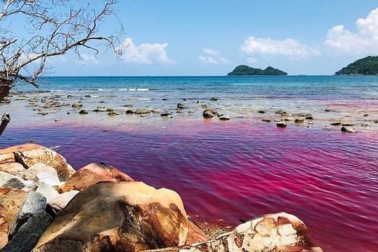 Biển Phú Quốc xuất hiện thủy triều đỏ