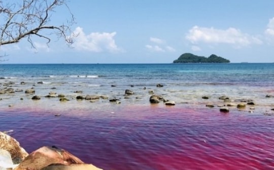 Thủy triều đỏ xuất hiện ở biển Phú Quốc