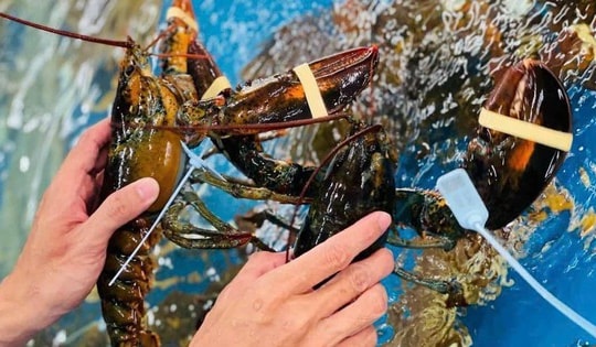 Rao bán la liệt ở chợ, tôm hùm Alaska giảm còn gần 400 nghìn/con