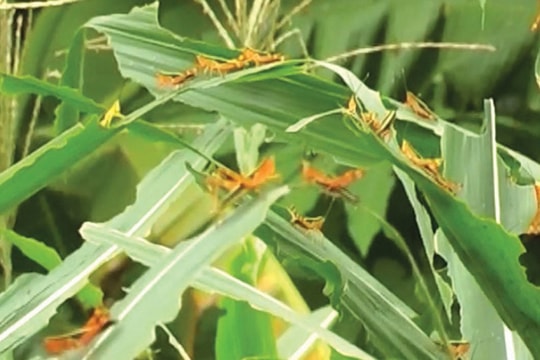 Đàn châu chấu tre bùng phát gây hại ở 11 tỉnh, Bộ NN&PTNT cảnh báo