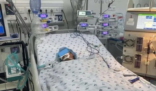 Bé gái 11 tuổi ở Long An bị sốc phản vệ, nguy kịch vì bị ong vò vẽ tấn công