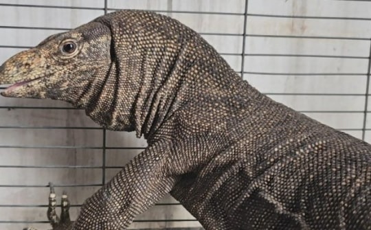 Người dân ở Bình Chánh dùng võng bắt con kỳ đà 7kg bò vào nhà