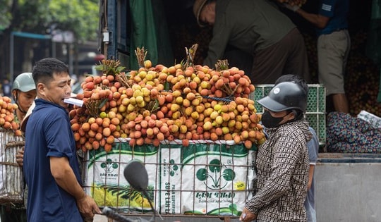 Người nông dân Bắc Giang khóc ròng vì vải thiều được giá lại mất mùa chưa từng có trong 30 năm