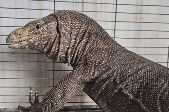 Kỳ đà 7kg bò vào nhà, người dân dùng võng bắt