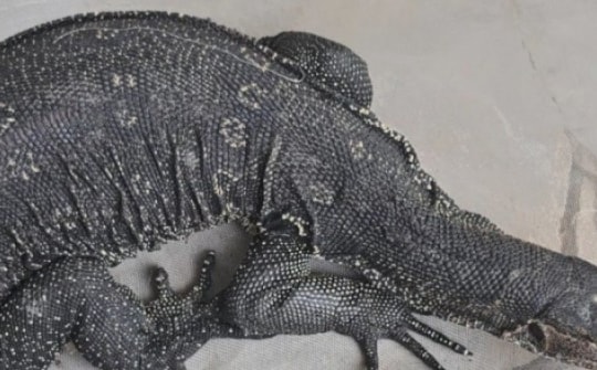 Con kỳ đà bơi trên sông nghi đi bắt gà bị dân bắt giao kiểm lâm