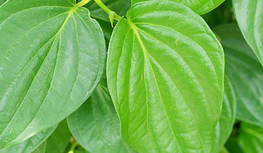 Lợi ích khi nhai lá trầu không vào buổi tối