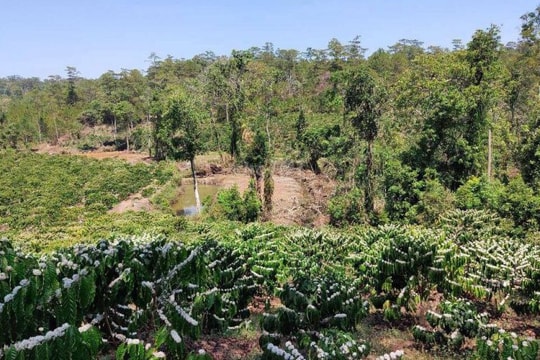 Có thể chuyển một phần đất trồng cây sang đất ở?