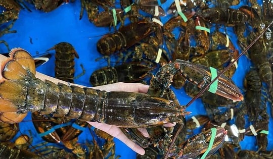 Sinh vật ngoại lai bị cấm vẫn bán đắt; tôm hùm Alaska giảm còn 400 nghìn/con