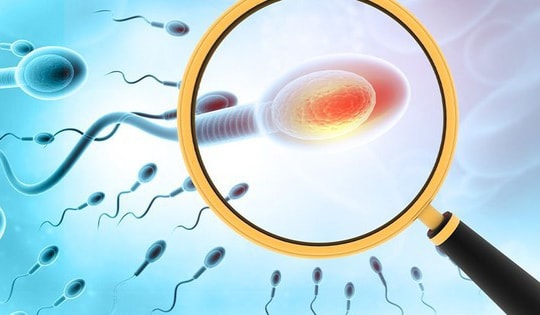 Các vị thuốc đông y hỗ trợ điều trị tinh trùng yếu